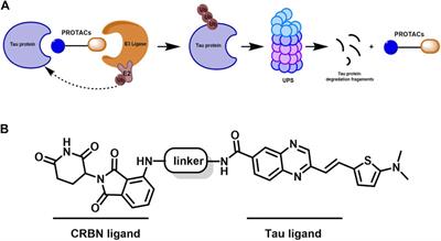 Selective degradation of hyperphosphorylated tau by proteolysis-targeting chimeras ameliorates cognitive function in Alzheimer’s disease model mice